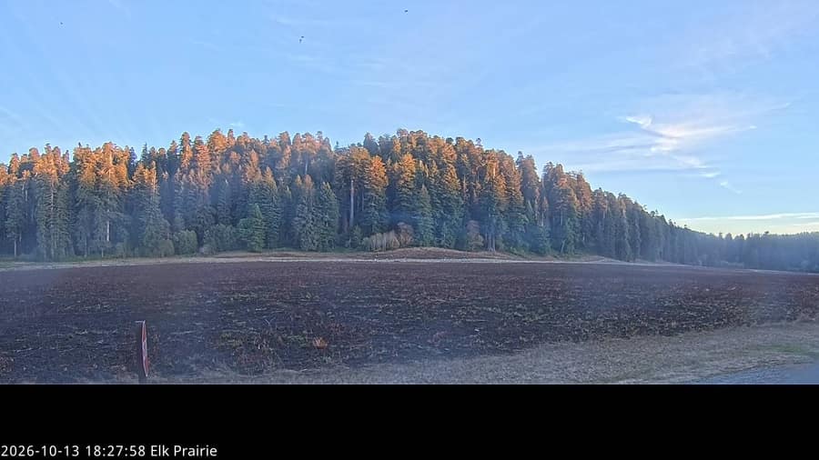 Redwood: Elk Prairie