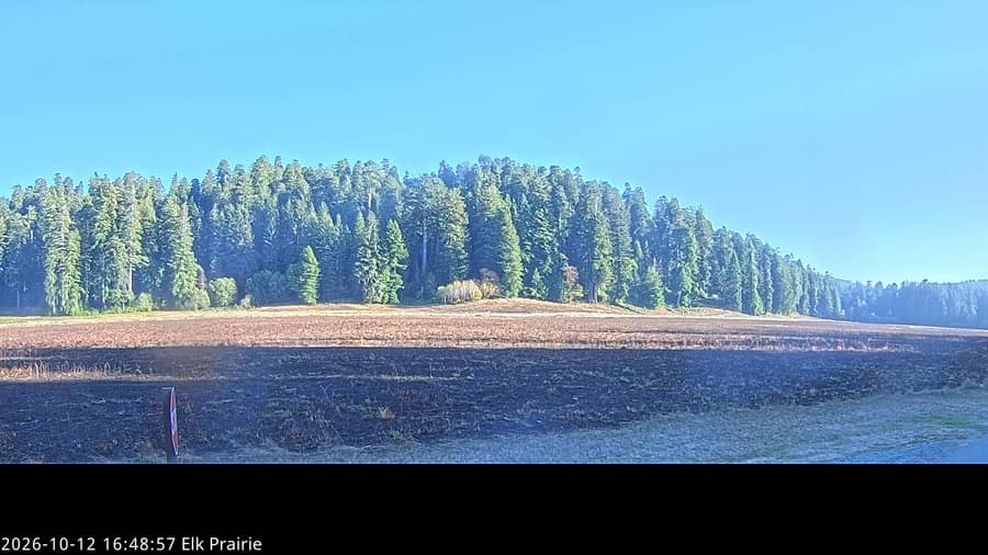 Redwood: Elk Prairie