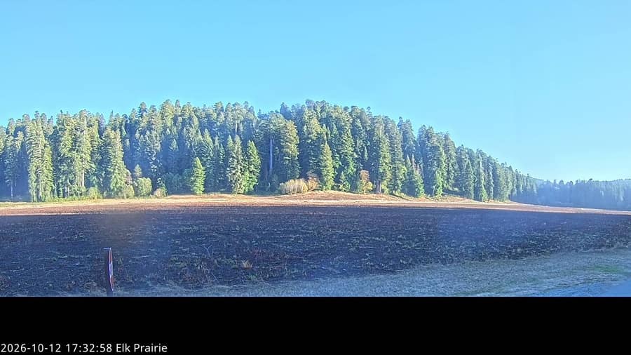 Redwood: Elk Prairie