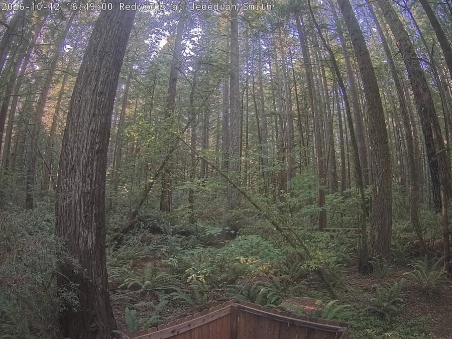 Redwood: Jedediah Smith Redwoods