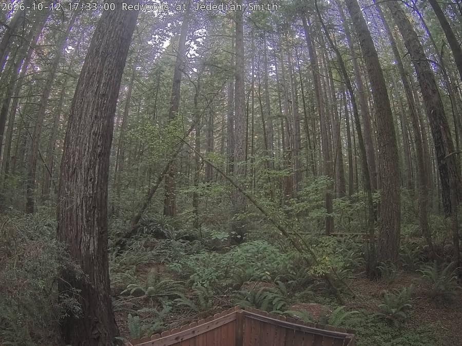 Redwood: Jedediah Smith Redwoods