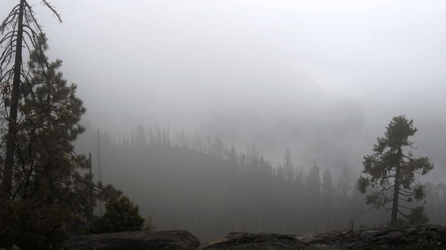Sequoia: Giant Forest