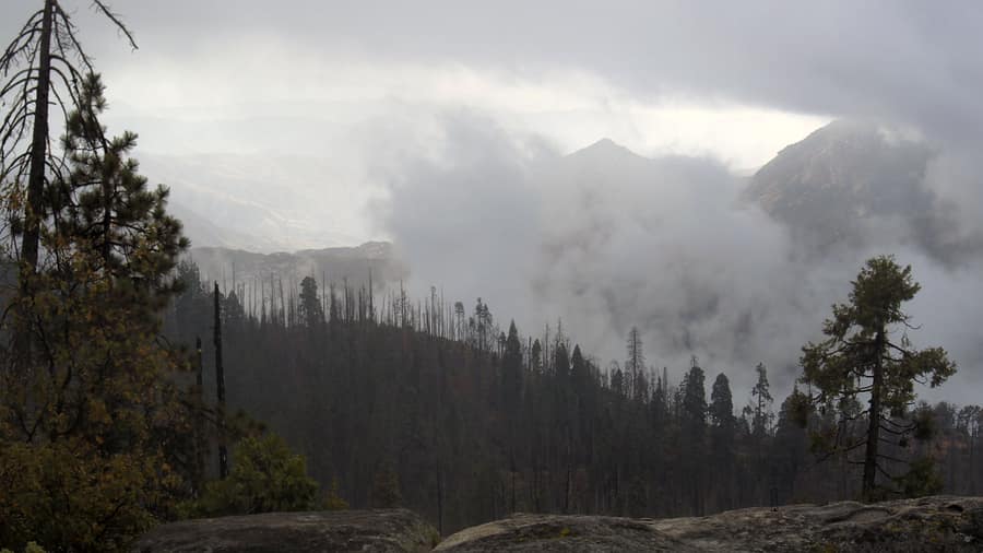 Sequoia: Giant Forest